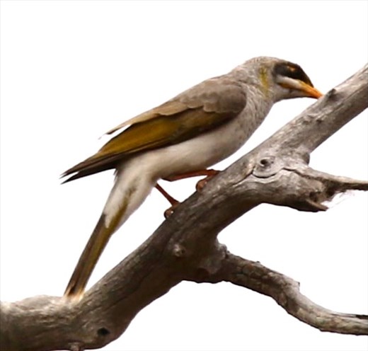 Yellow-throated Miner, Flinders Ranges NP