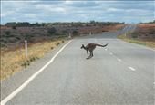 We have seen more 'roos on the road than cars: by graynomadsusa, Views[350]