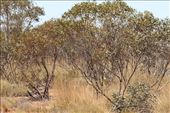Mallee bushes: by graynomadsusa, Views[317]