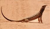 Gluepot isn't only about birds; Australian Goanna: by graynomadsusa, Views[315]