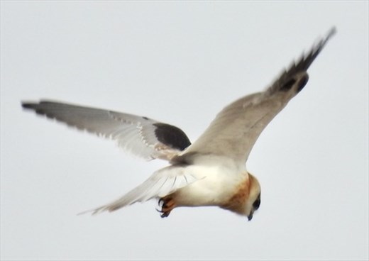 Black-shouldered Kite hovering for a meal, Gluepot Reserve