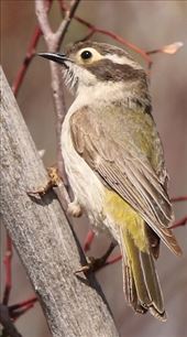 Brown-headed Honeyeater, Gluepot Reserve: by graynomadsusa, Views[313]