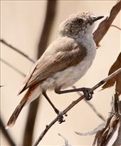 Chestnut Thornbill—Gluepot Reserve: by graynomadsusa, Views[259]