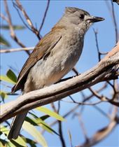 Grey Shirkethrush—Gluepot Reserve: by graynomadsusa, Views[254]