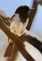 Hooded Robin—Gluepot Reserve: by graynomadsusa, Views[253]