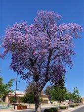 The jacaranda trees are in bloom: by graynomadsusa, Views[322]