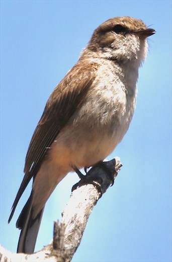 Jacky Winter—Gluepot Reserve