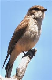 Jacky Winter—Gluepot Reserve: by graynomadsusa, Views[296]