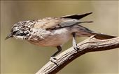 Striped Honeyeater—Gluepot Reserve: by graynomadsusa, Views[362]