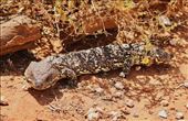 Shingleback Lizard, Gluepot Reserve: by graynomadsusa, Views[309]