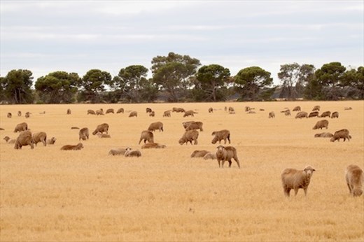 Not only wheat, but sheep, too