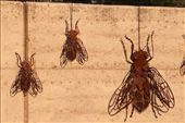 The Flies were my favorite sculpture, but I hate the buzzing kind, AALBG: by graynomadsusa, Views[616]