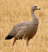 Cape Barren Goose, a rare visitor to the Mainland: by graynomadsusa, Views[347]