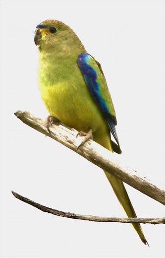 Elegant Parrot—Lincoln National Park