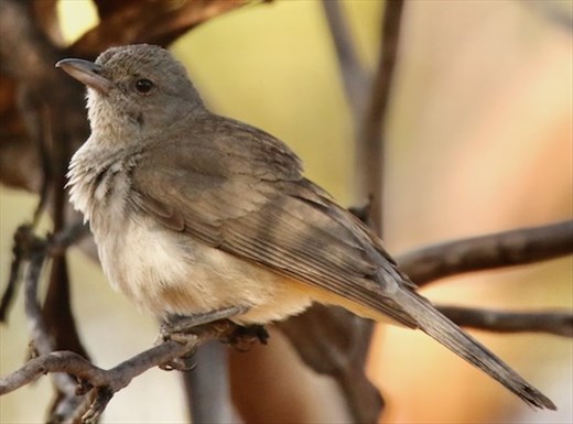 Grey Shrikethrush, AALBG