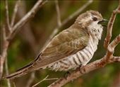 Horsfield's Bronze Cuckoo, Lincoln National Park: by graynomadsusa, Views[338]