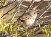 Inland Thornbill,  Lake Giles Conservation Area: by graynomadsusa, Views[268]