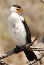 Little Pied Cormorant, Arno Bay: by graynomadsusa, Views[298]