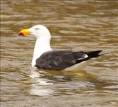 Pacific Gull, Arno Bay: by graynomadsusa, Views[230]
