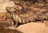 Shingleback Lizard doing the Cobra pose, AALBG : by graynomadsusa, Views[282]