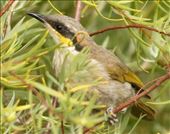 Singing Honeyeater, Lake Giles: by graynomadsusa, Views[298]