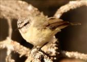 Slender-billed Thornbill, Lake Giles Conservation Area: by graynomadsusa, Views[261]
