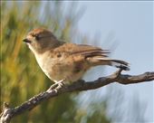 Southern Whiteface, Whyalla Conservation Area: by graynomadsusa, Views[236]