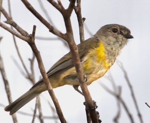 Western Whistler—Lincoln National Park