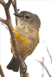 Juvenile Western Whistler, Lincoln National Park: by graynomadsusa, Views[302]