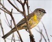 Western Whistler—Lincoln National Park: by graynomadsusa, Views[280]