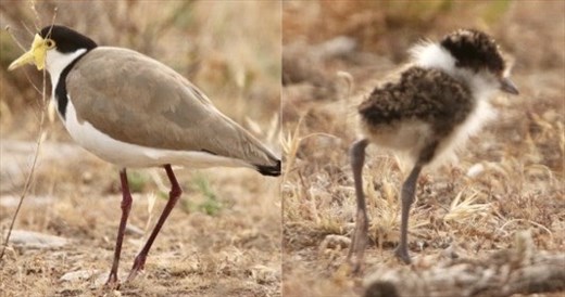 Southern Lapwing and Chick—Lincoln National Park