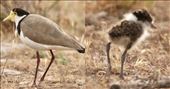 Southern Lapwing and Chick—Lincoln National Park: by graynomadsusa, Views[302]