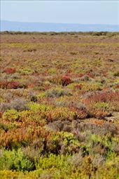 Heath covered Adelaide International Bird Sanctuary: by graynomadsusa, Views[239]