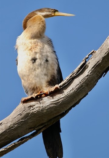 Australian Darter, Brodie Road Wetlands