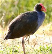 Australian Swamphen, Brodie Road Wetlands: by graynomadsusa, Views[281]