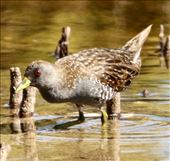 Australian Crake, Adelaide International Bird Sanctuary: by graynomadsusa, Views[222]