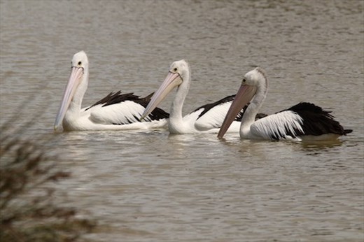 Australian Pelicans, Greenfields Wetlands