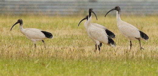 Australian White Ibis, Myponga Reservoir
