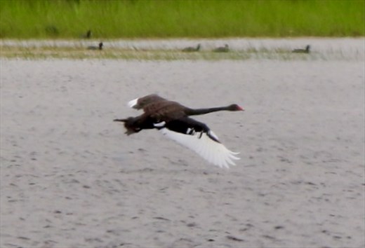 Black Swan, Myponga Reservoir