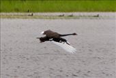Black Swan, Myponga Reservoir: by graynomadsusa, Views[108]