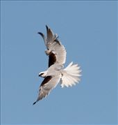 Black-shouldered Kite on a windy day, Greenfields Wetlands: by graynomadsusa, Views[264]