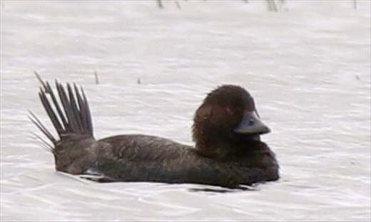 Blue-billed Duck, Myponga Reservoir