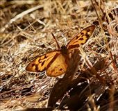 Common Brown Butterfly—Hardy Scrub Trail, Onkaparinga River NP: by graynomadsusa, Views[89]