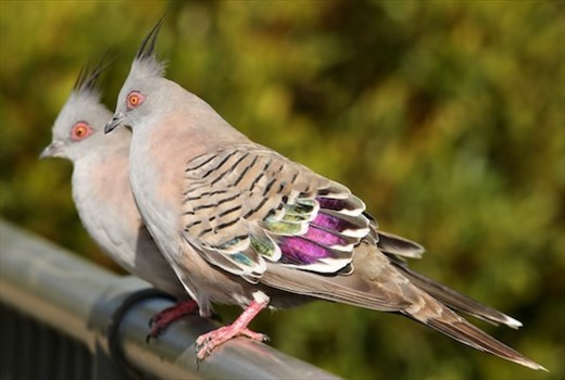 Common bird, beautiful color, Brodie Road Wetlands