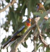 Crimson Rosella, Brodie Road Wetlands: by graynomadsusa, Views[301]