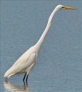 Great Egret, Greenfields Wetlands: by graynomadsusa, Views[241]