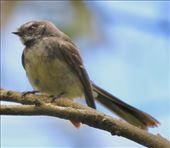 Grey Fantail, Woorabinda Bushland Reserve: by graynomadsusa, Views[224]
