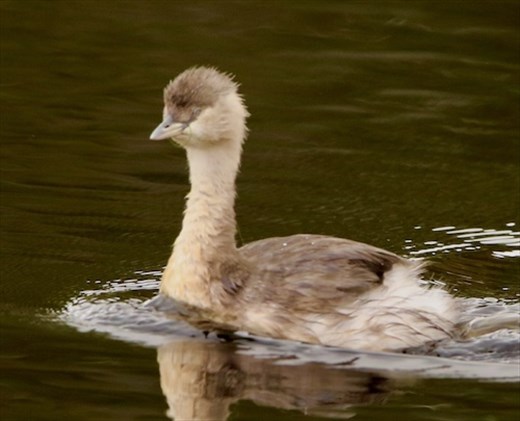 Hoary-headed Grebe, Myponga Reservoir
