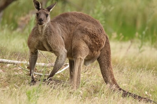 Call me Buck! Myponga Reservoir