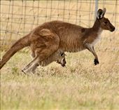 Hang in there, Joey, Myponga Reservoir: by graynomadsusa, Views[108]